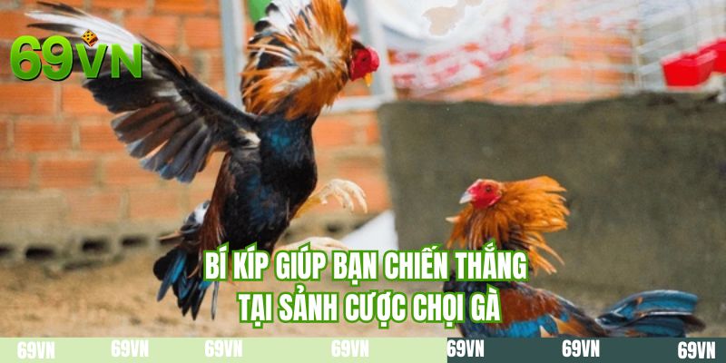 Bí kíp giúp bạn chiến thắng tại sảnh cược chọi gà
