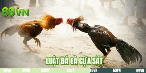 Luật Đá Gà Cựa Sắt - Kiến Thức Quan Trọng Số 1 Khi Nhập Cuộc