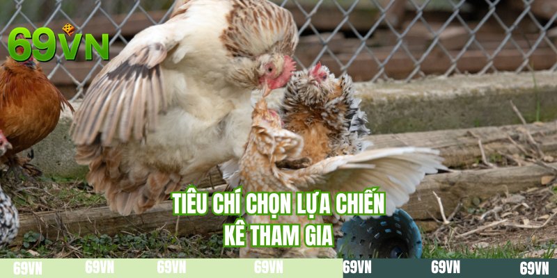 Tiêu chí chọn lựa chiến kê tham gia